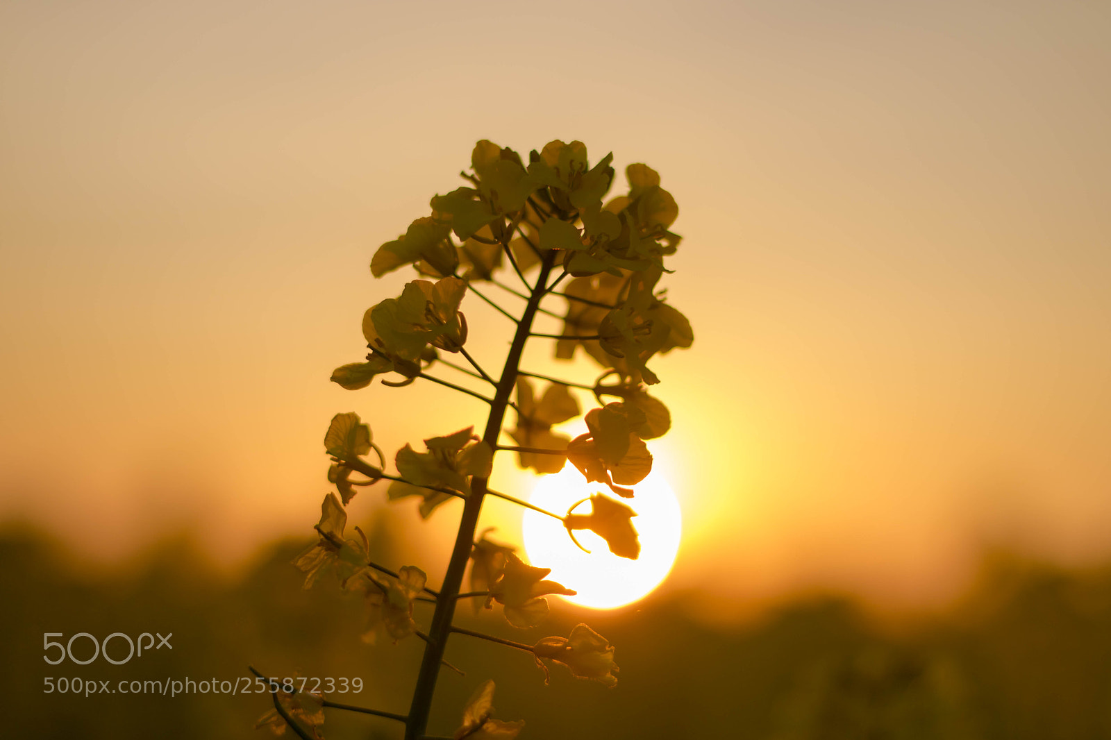 Canon EOS 760D (EOS Rebel T6s / EOS 8000D) sample photo. Sunset photography