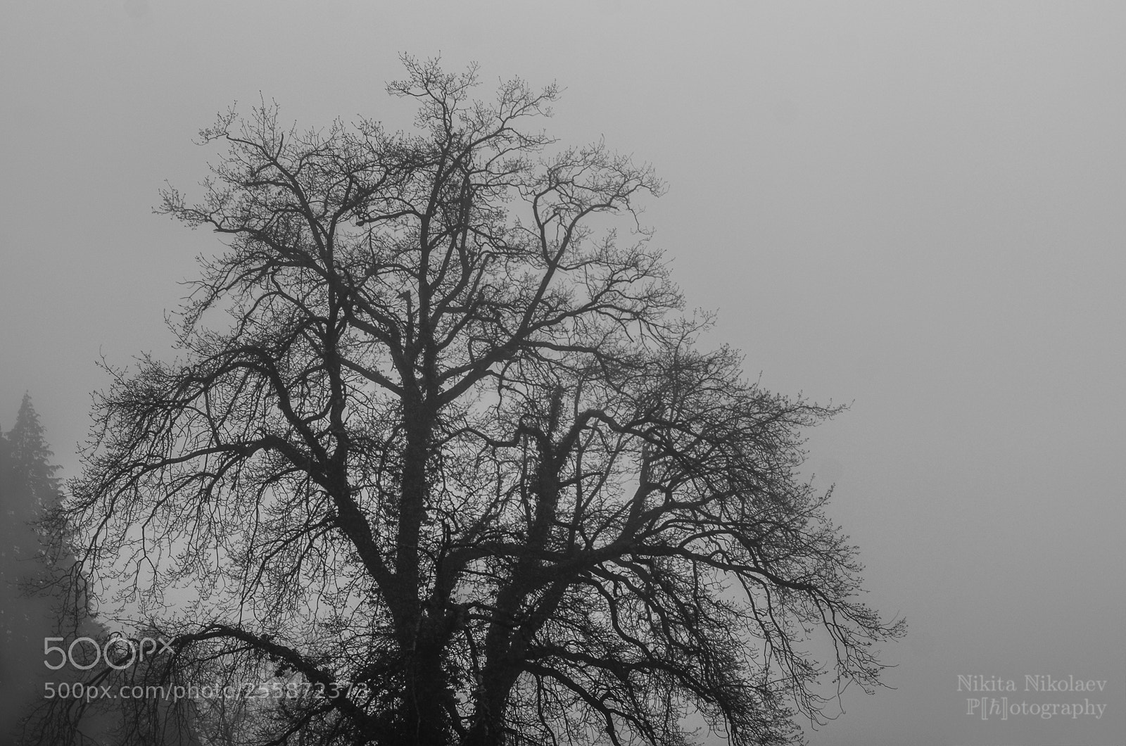 Nikon D7000 sample photo. A tree in the photography