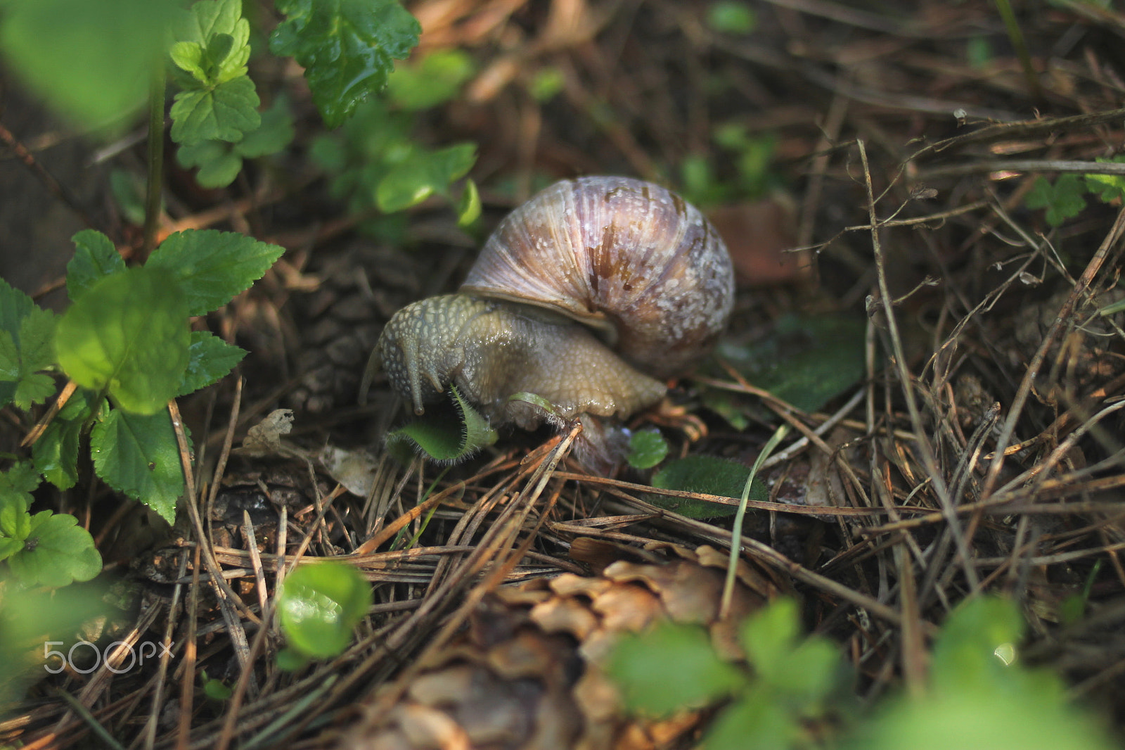 Canon EOS 1100D (EOS Rebel T3 / EOS Kiss X50) + Canon EF 35mm F2 sample photo. Snail photography