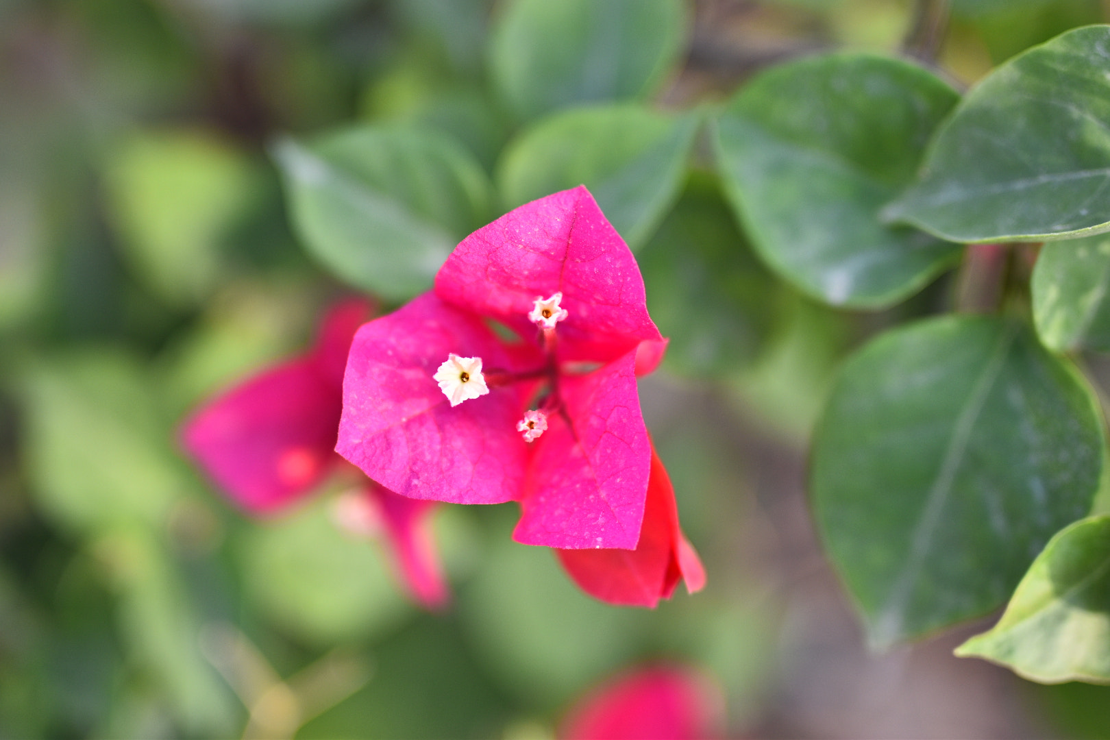 Nikon D5500 sample photo