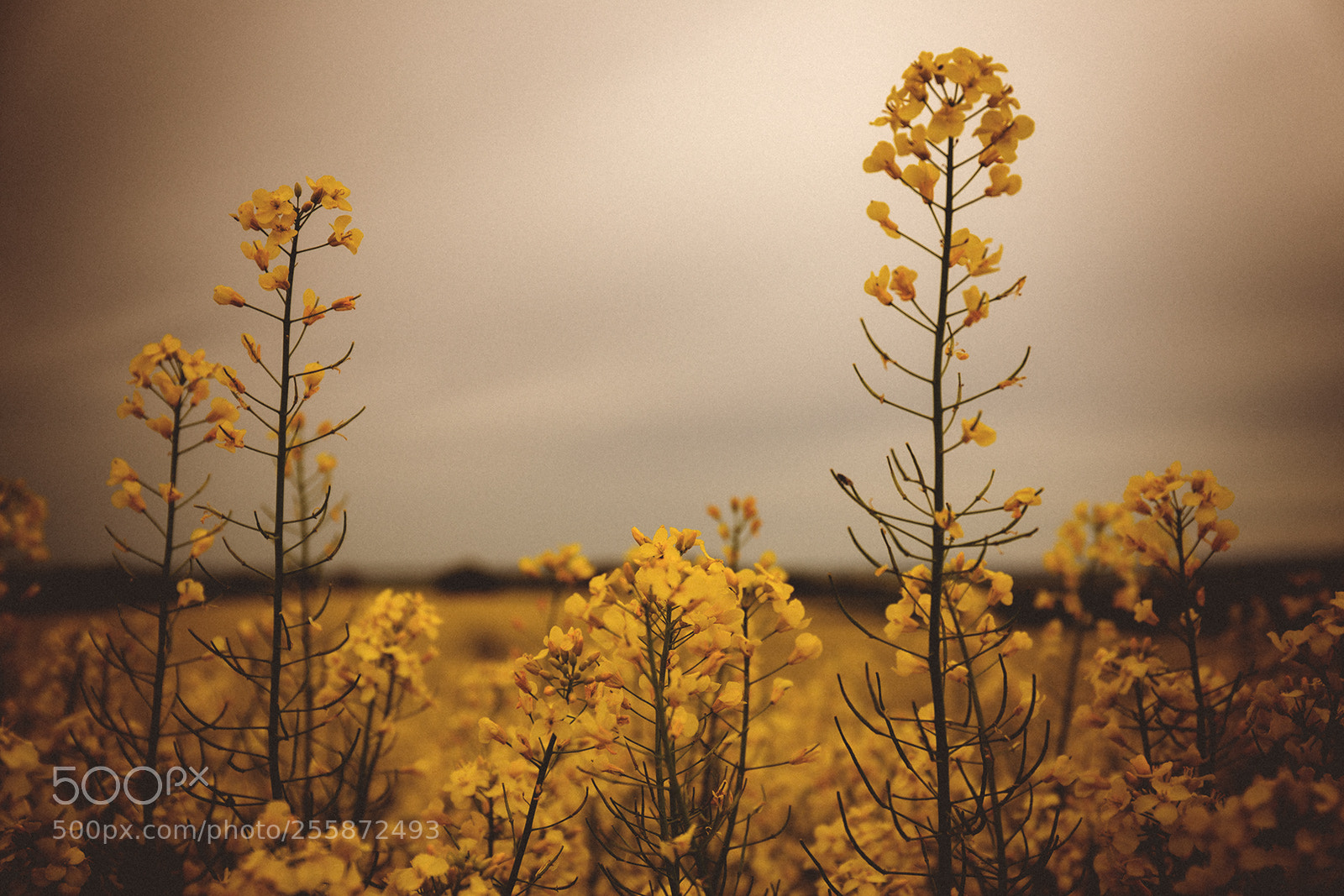 Canon EOS 6D sample photo. Rape field ii photography