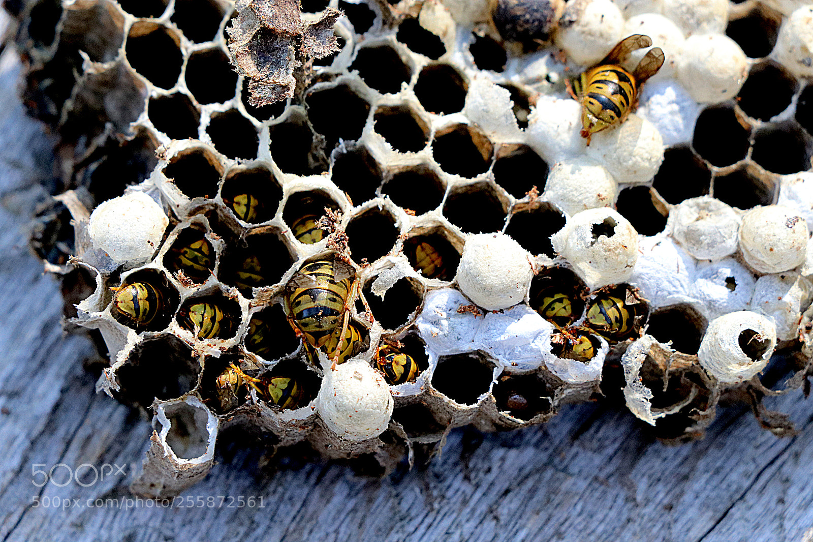 Canon EOS 80D sample photo. European wasp nest photography