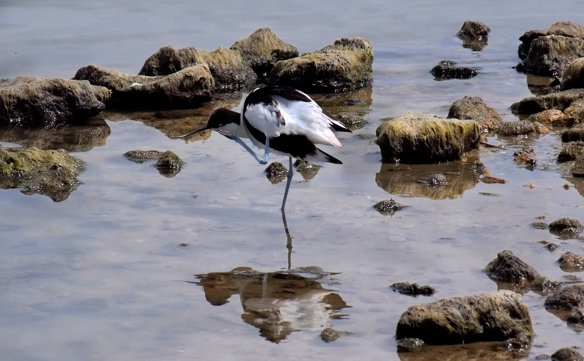 Fujifilm FinePix S5 Pro sample photo. Avocet photography