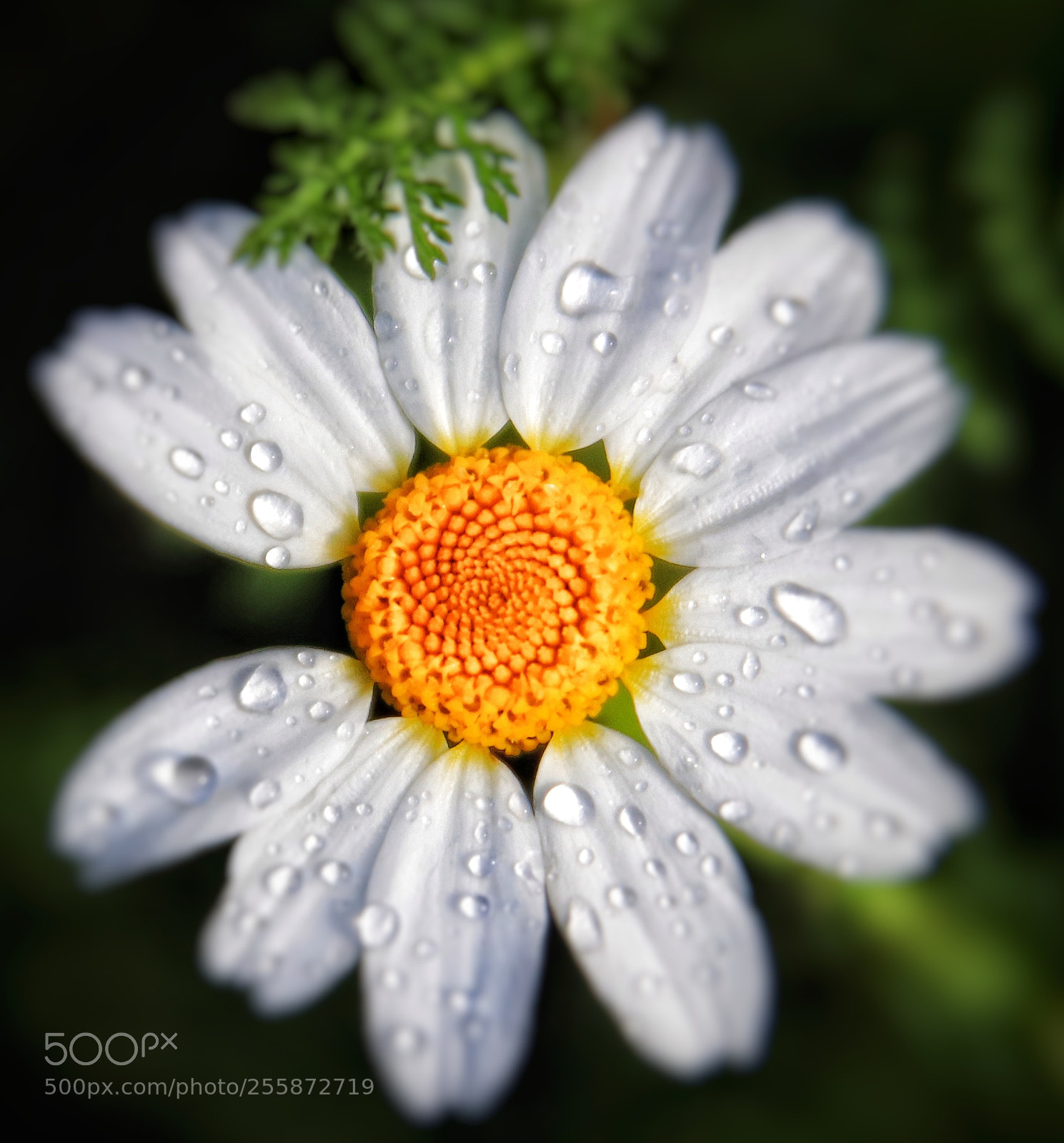 Canon EOS 80D sample photo. "after raining" photography
