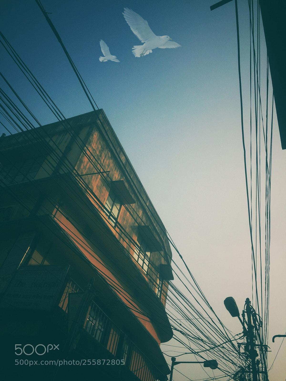 Apple iPhone 6 sample photo. Coming home click on photography