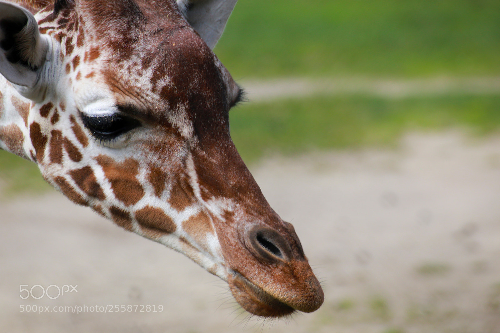 Canon EOS 6D sample photo. Giraffe photography