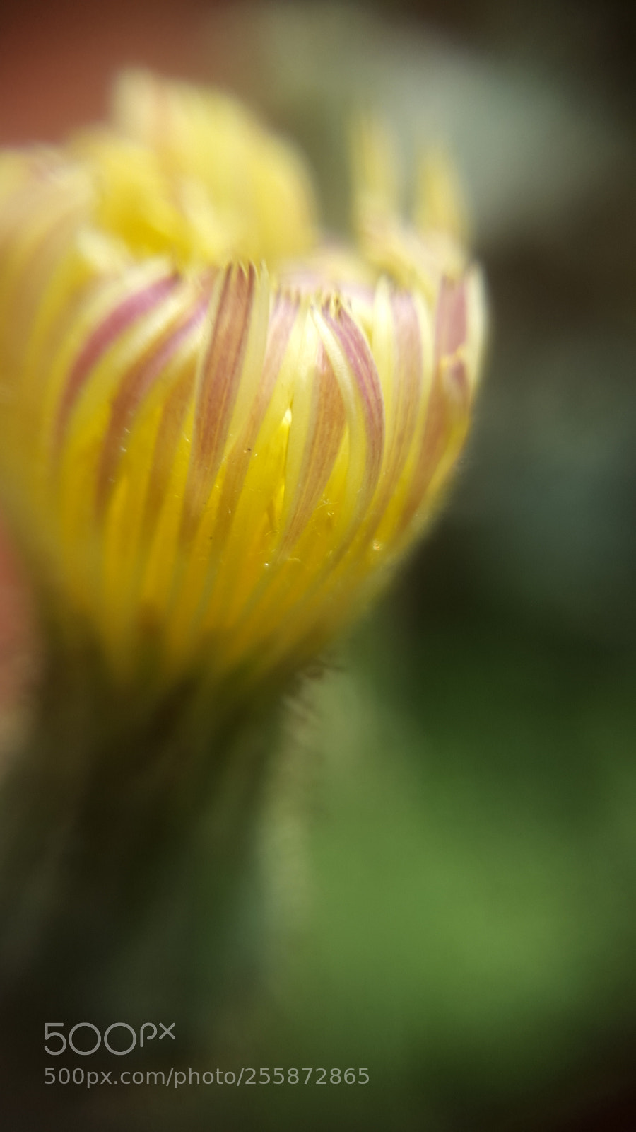 Samsung Galaxy S5 sample photo. Wild flower photography