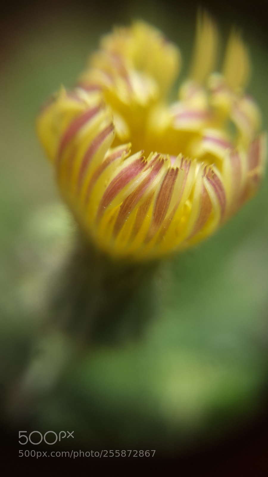 Samsung Galaxy S5 sample photo. Wild flower photography