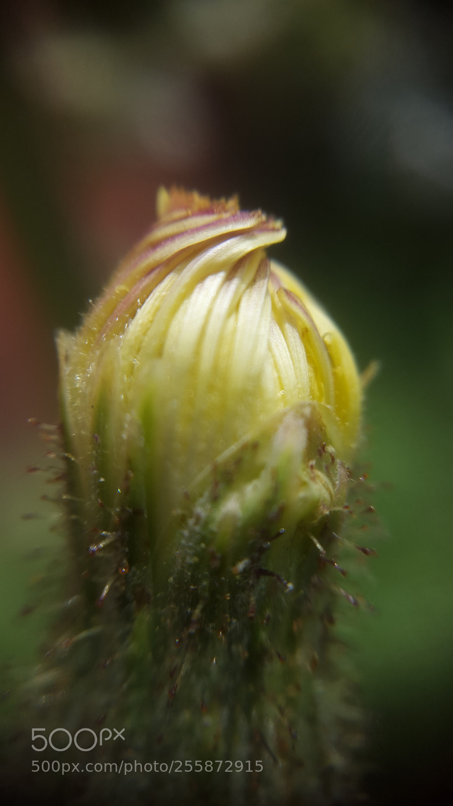 Samsung Galaxy S5 sample photo. Wild flower photography
