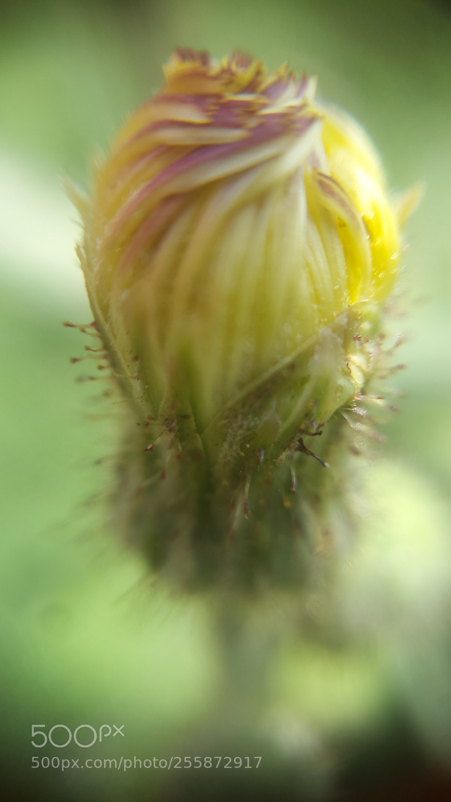 Samsung Galaxy S5 sample photo. Wild flower photography