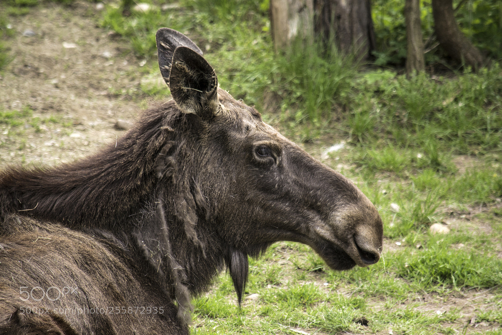 Nikon D3100 sample photo. Moose (alces alces) photography