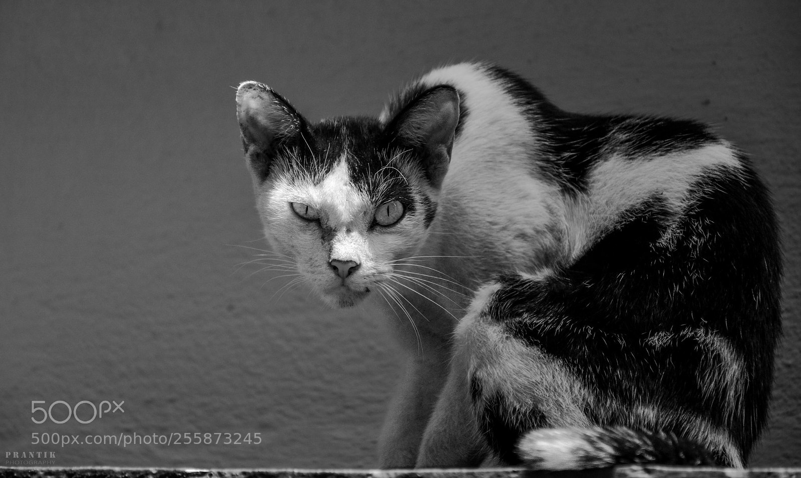 Nikon D5500 sample photo. Ferocity! photography