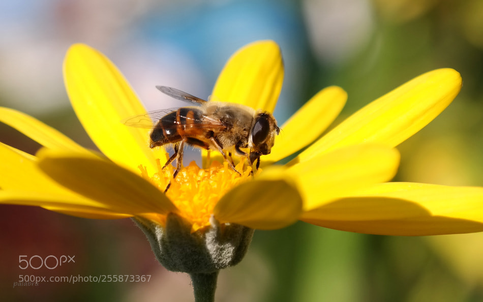 Samsung NX300 sample photo. ... photography
