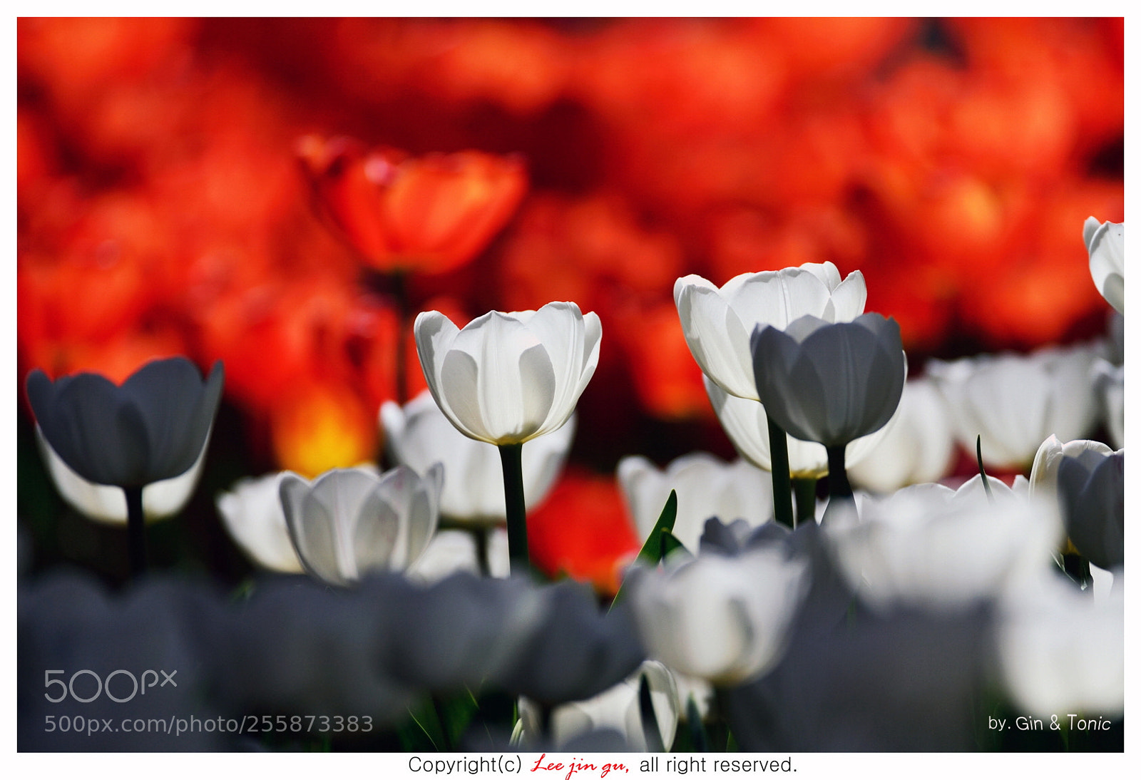 Nikon D4 sample photo. Tulip photography