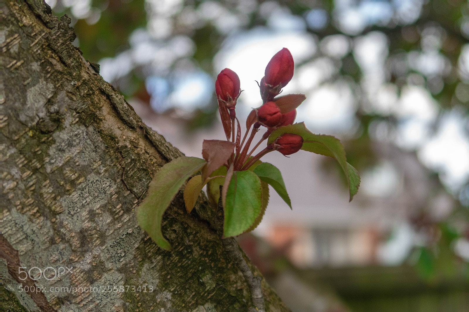 Canon PowerShot G7 X Mark II sample photo. Crab apple blossom photography