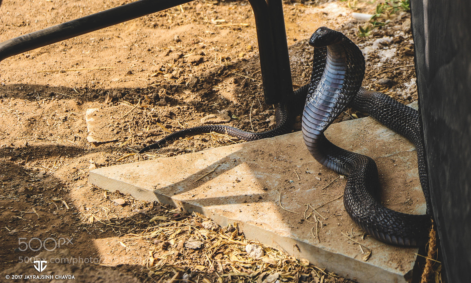 Canon EOS 70D sample photo. King cobra photography