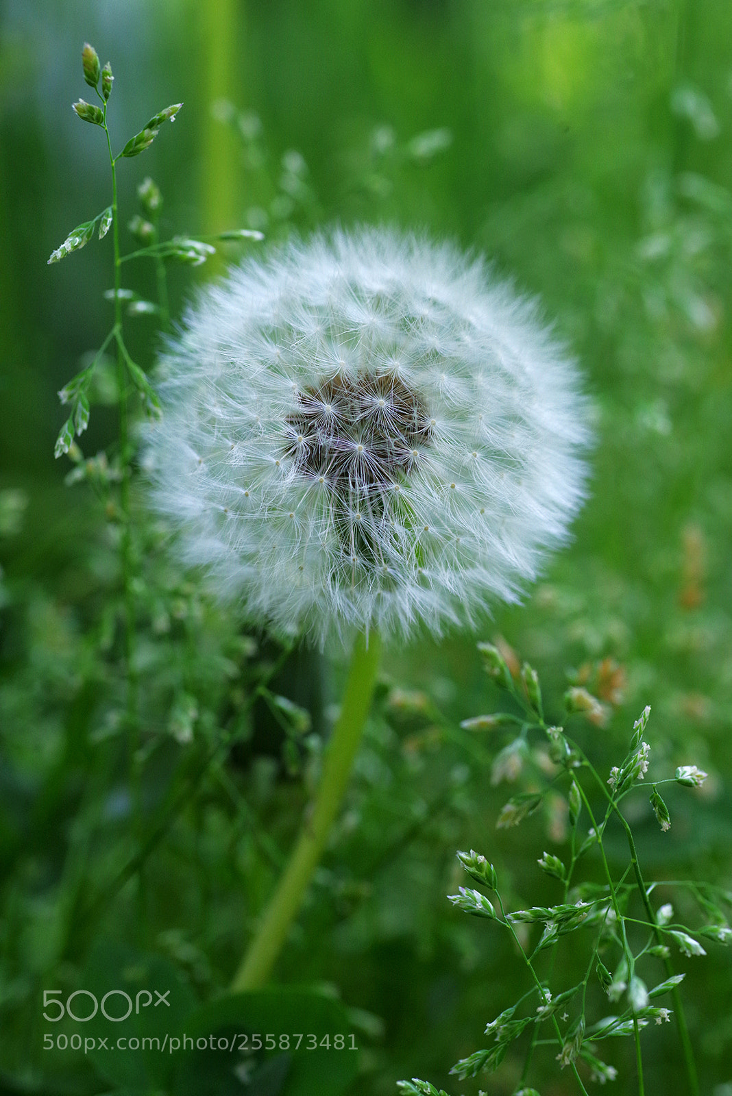 Pentax K-1 sample photo. Dandelion photography