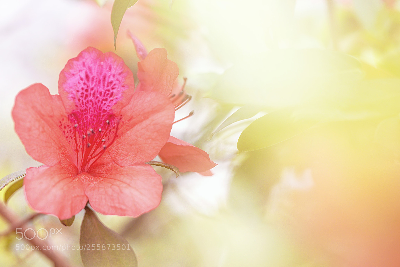 Canon EOS 6D sample photo. Azalea ix photography