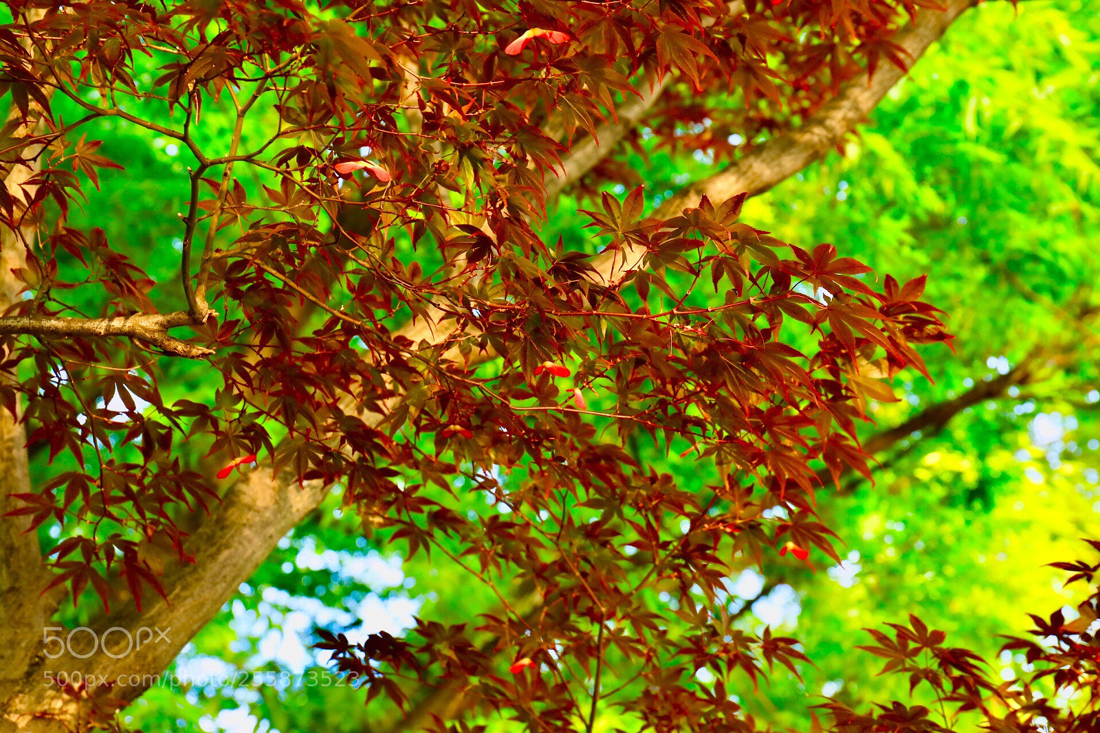Canon EOS 5D Mark IV sample photo. Maple photography