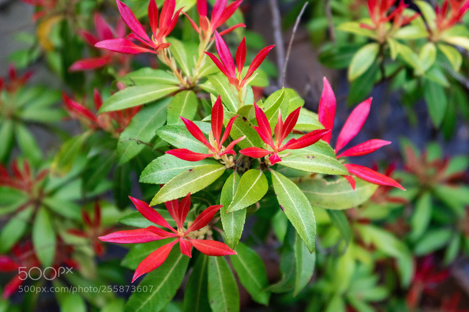 Canon PowerShot G7 X Mark II sample photo. In bloom photography