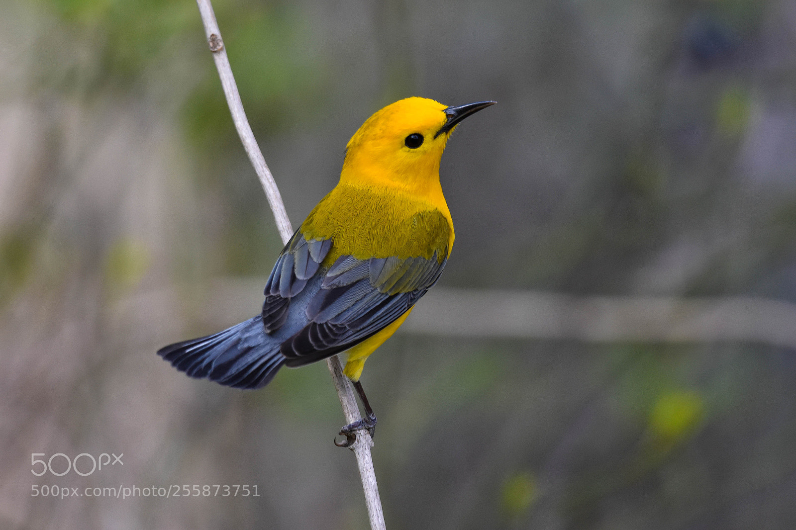 Nikon D3400 sample photo. Prothonotary warbler photography