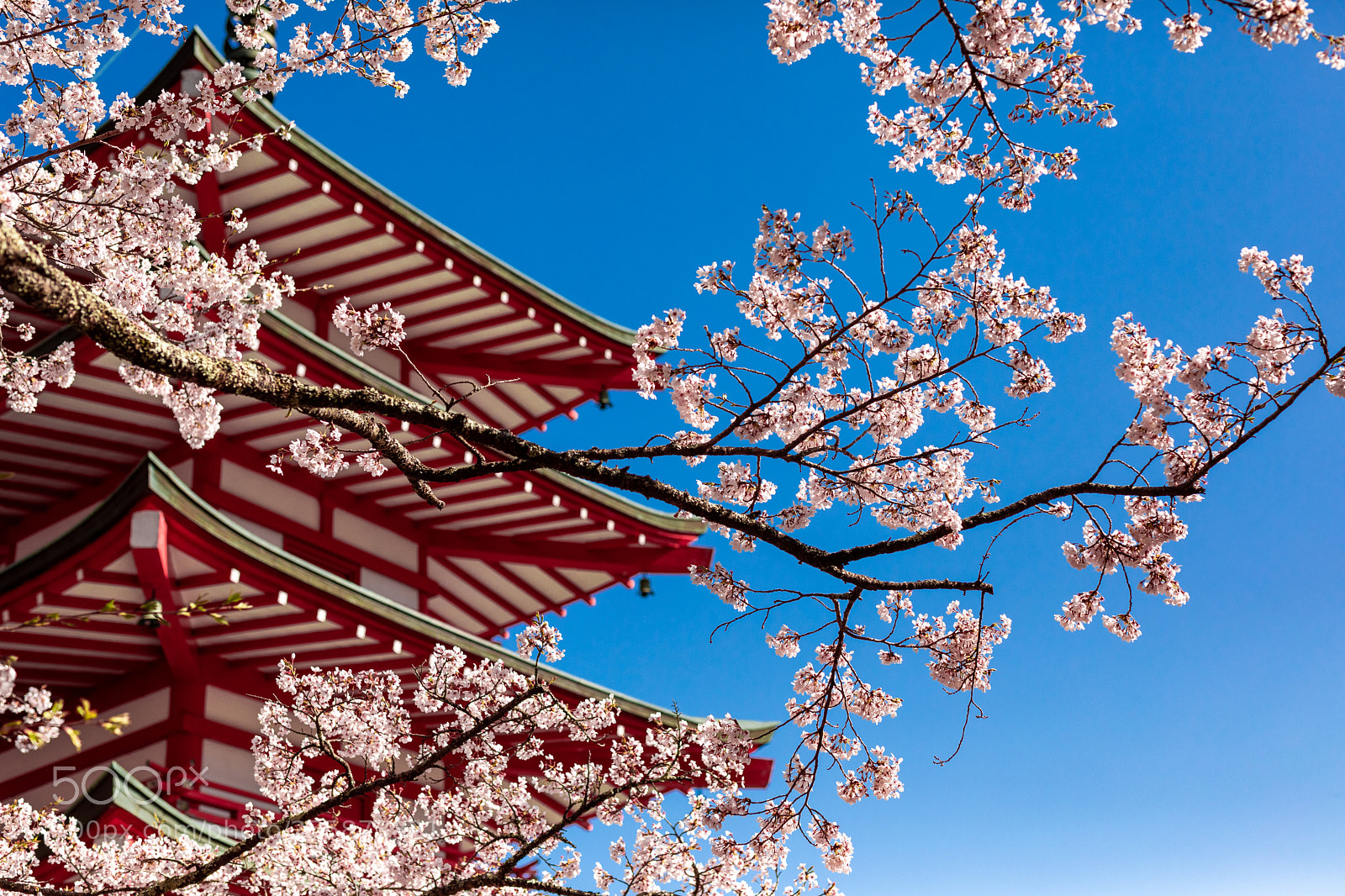 Canon EOS 5D Mark IV sample photo. Cherry blossom photography