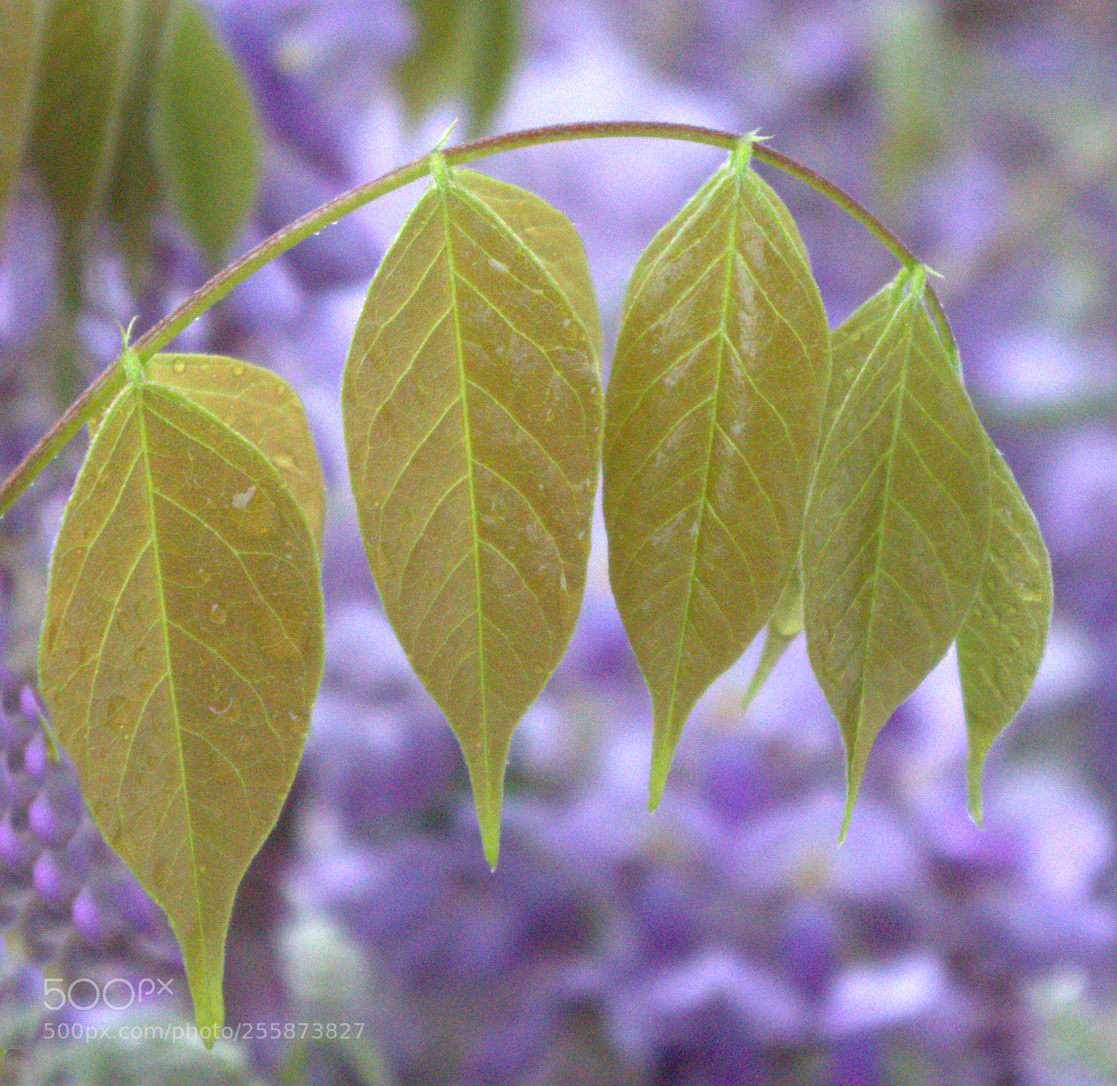 Pentax K-50 sample photo. Wistaria leaves photography