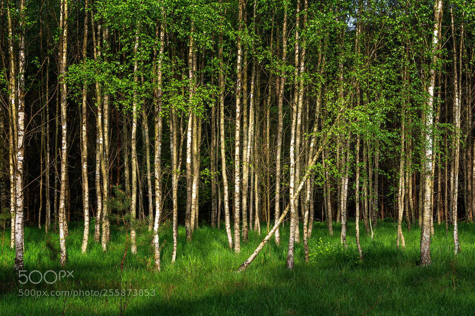 Canon EOS 6D sample photo. Young birch trees in photography