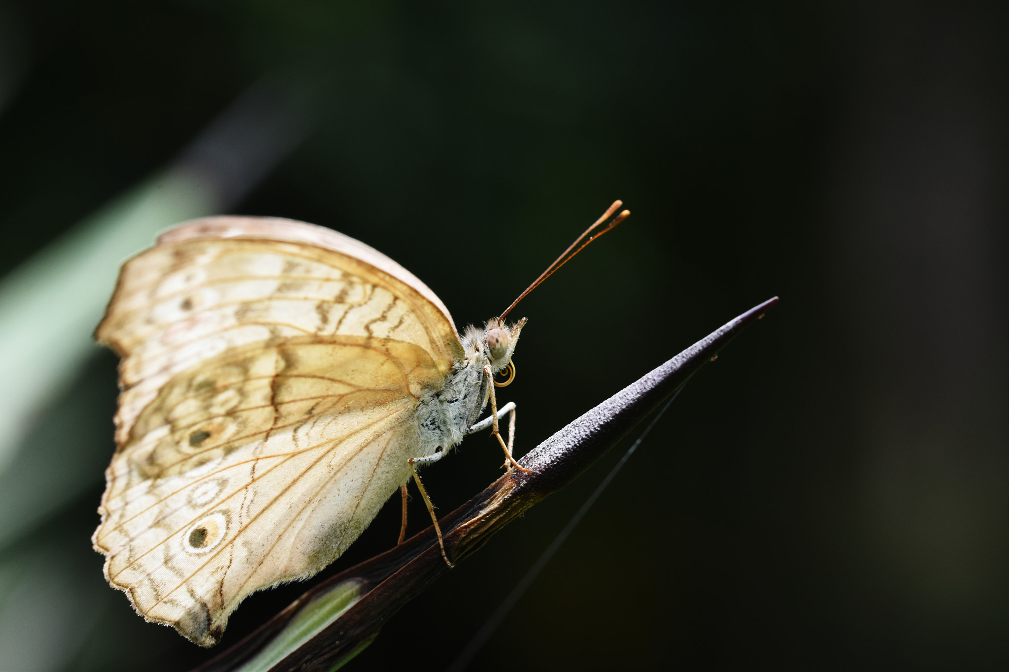 Nikon D7200 + Sigma 105mm F2.8 EX DG OS HSM sample photo. 蝶 photography