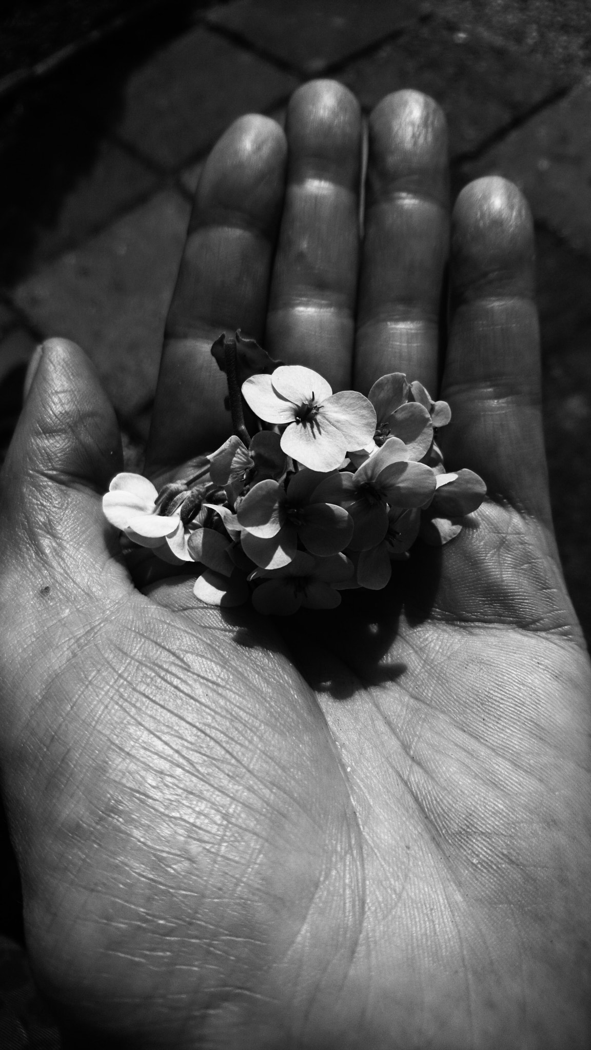 Sony Xperia X sample photo. Nature in my hands photography