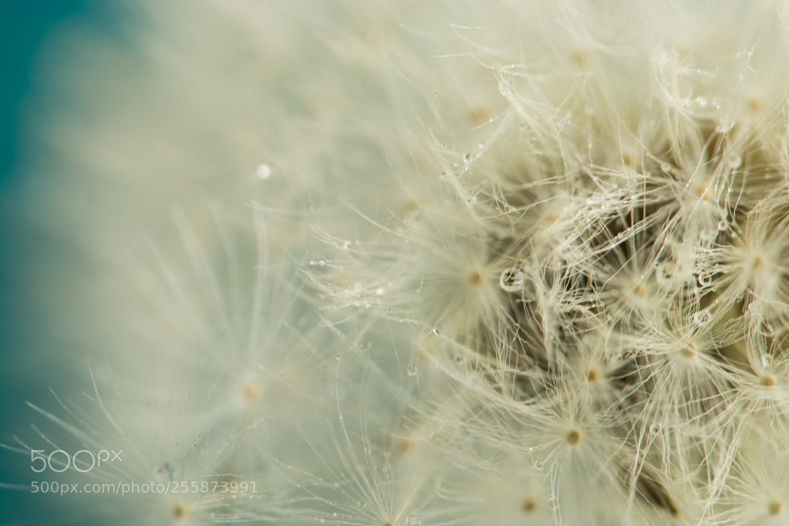 Nikon D7100 sample photo. Fluffy dandelion 2 photography