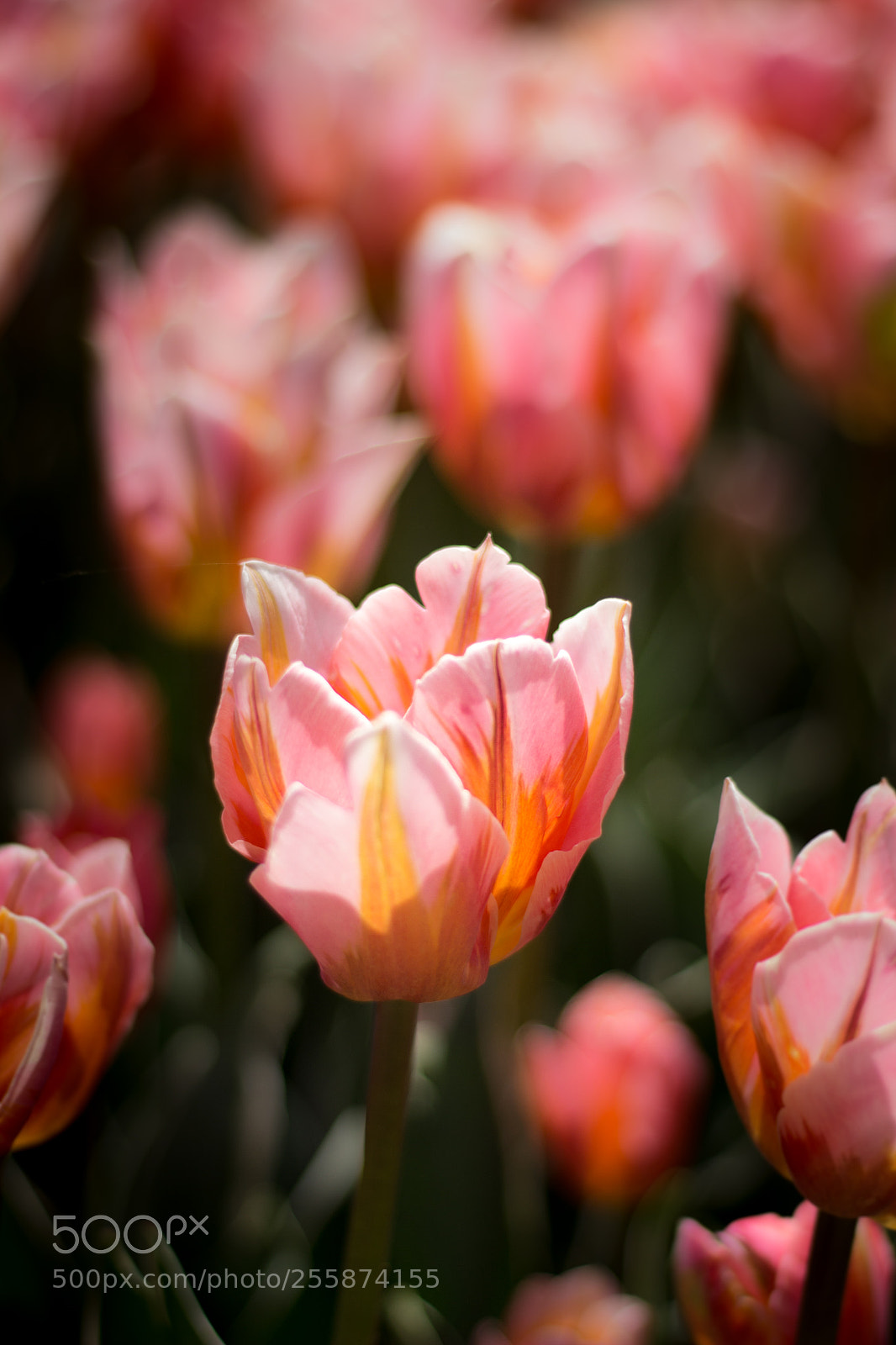 Canon EOS 600D (Rebel EOS T3i / EOS Kiss X5) sample photo. Pink tulip photography