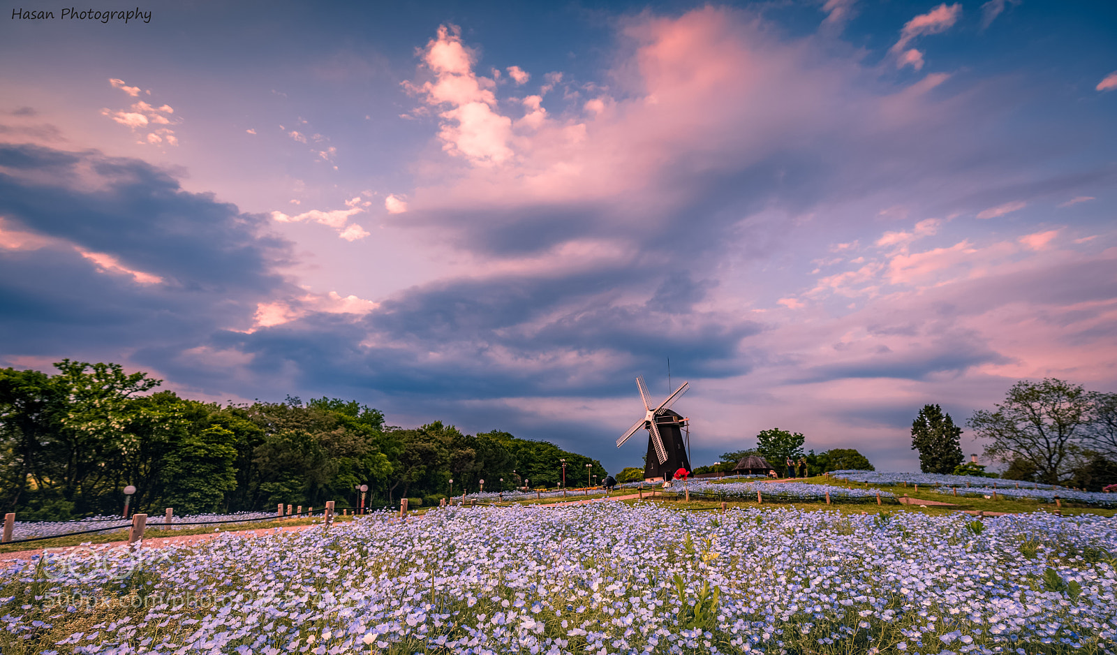 Canon EOS 5D Mark IV sample photo. “baby blue eyes” (nemophila) photography