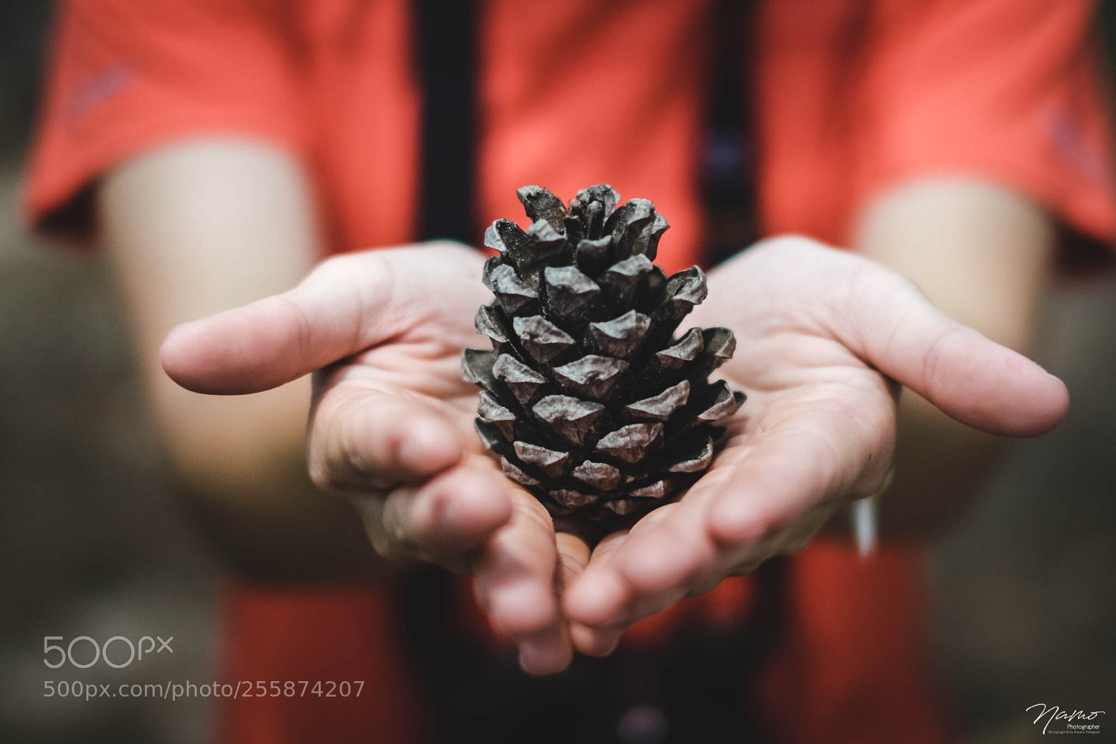 Fujifilm X-T10 sample photo. Pine cones photography