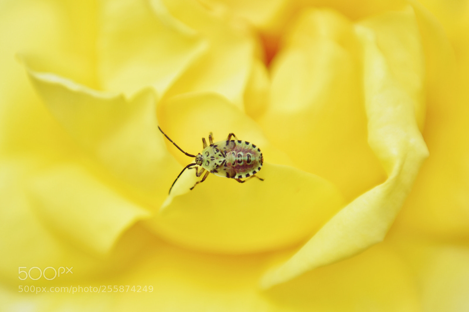 Nikon D810 sample photo. Untitled photography