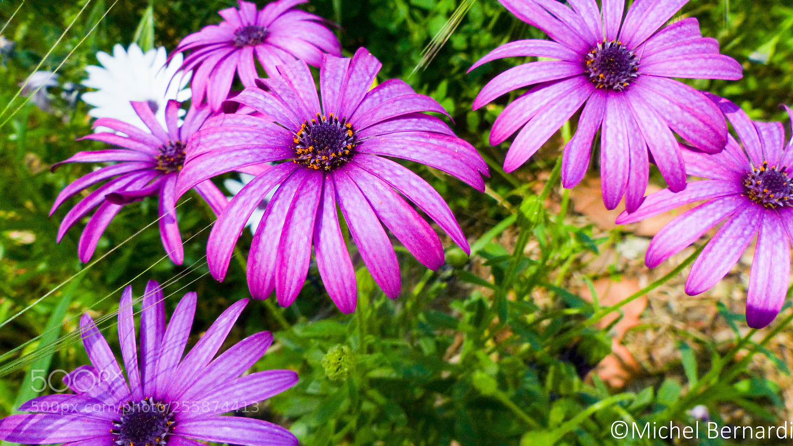 Panasonic Lumix DMC-FZ200 sample photo. P photography