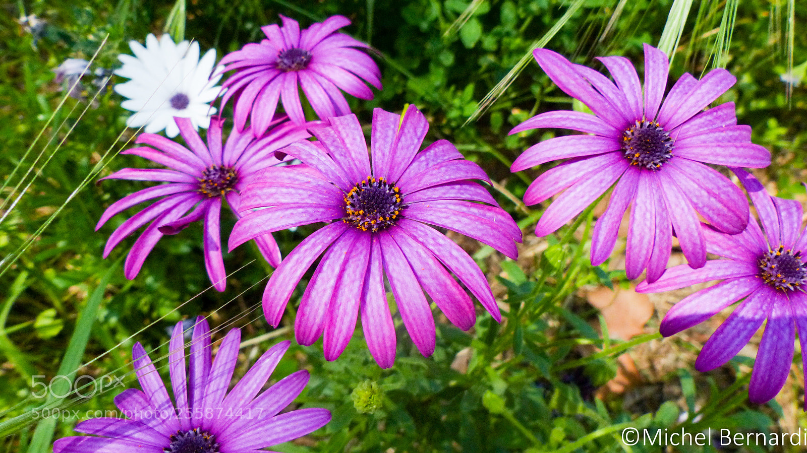 Panasonic Lumix DMC-FZ200 sample photo. P photography