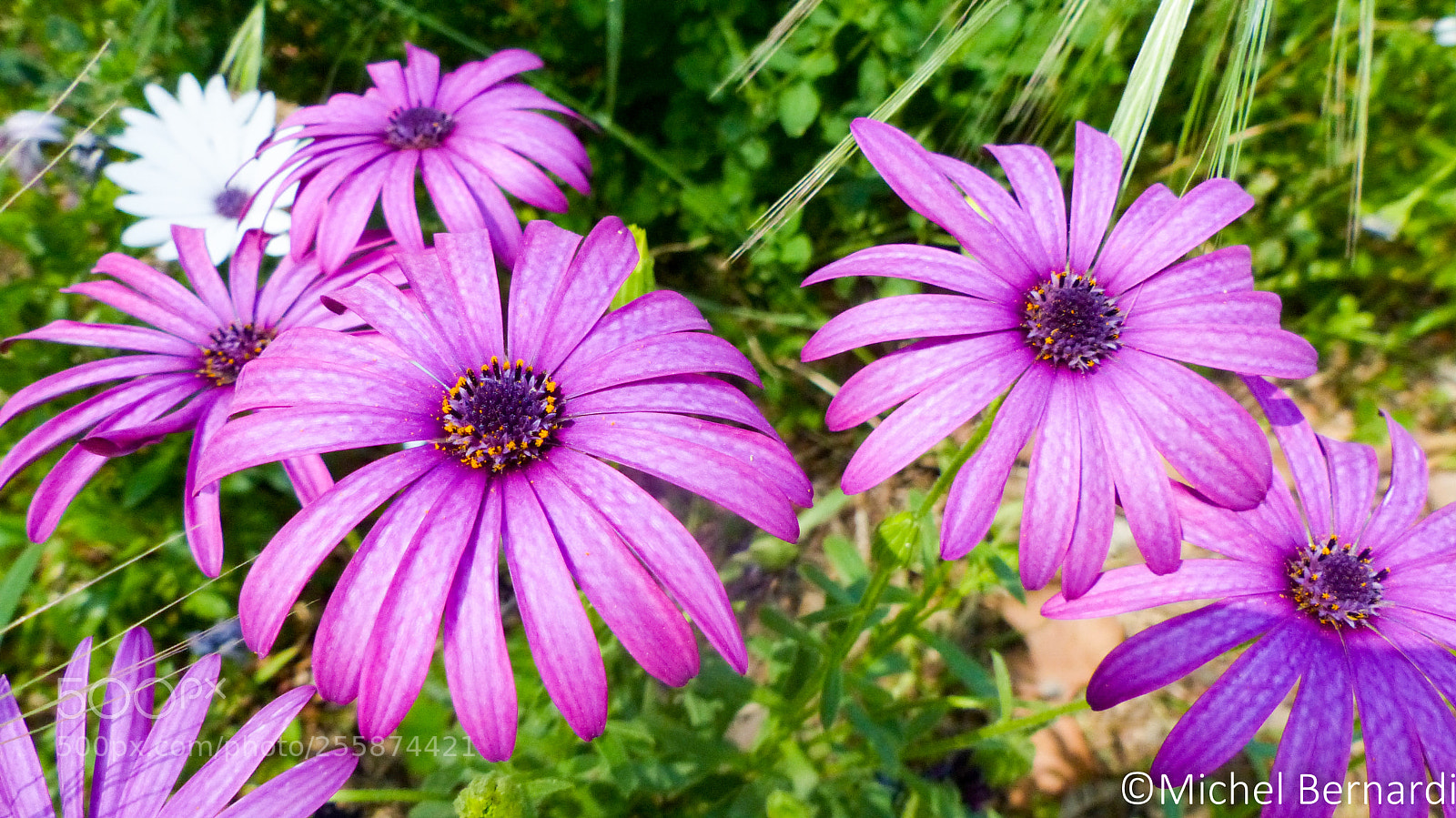 Panasonic Lumix DMC-FZ200 sample photo. P photography