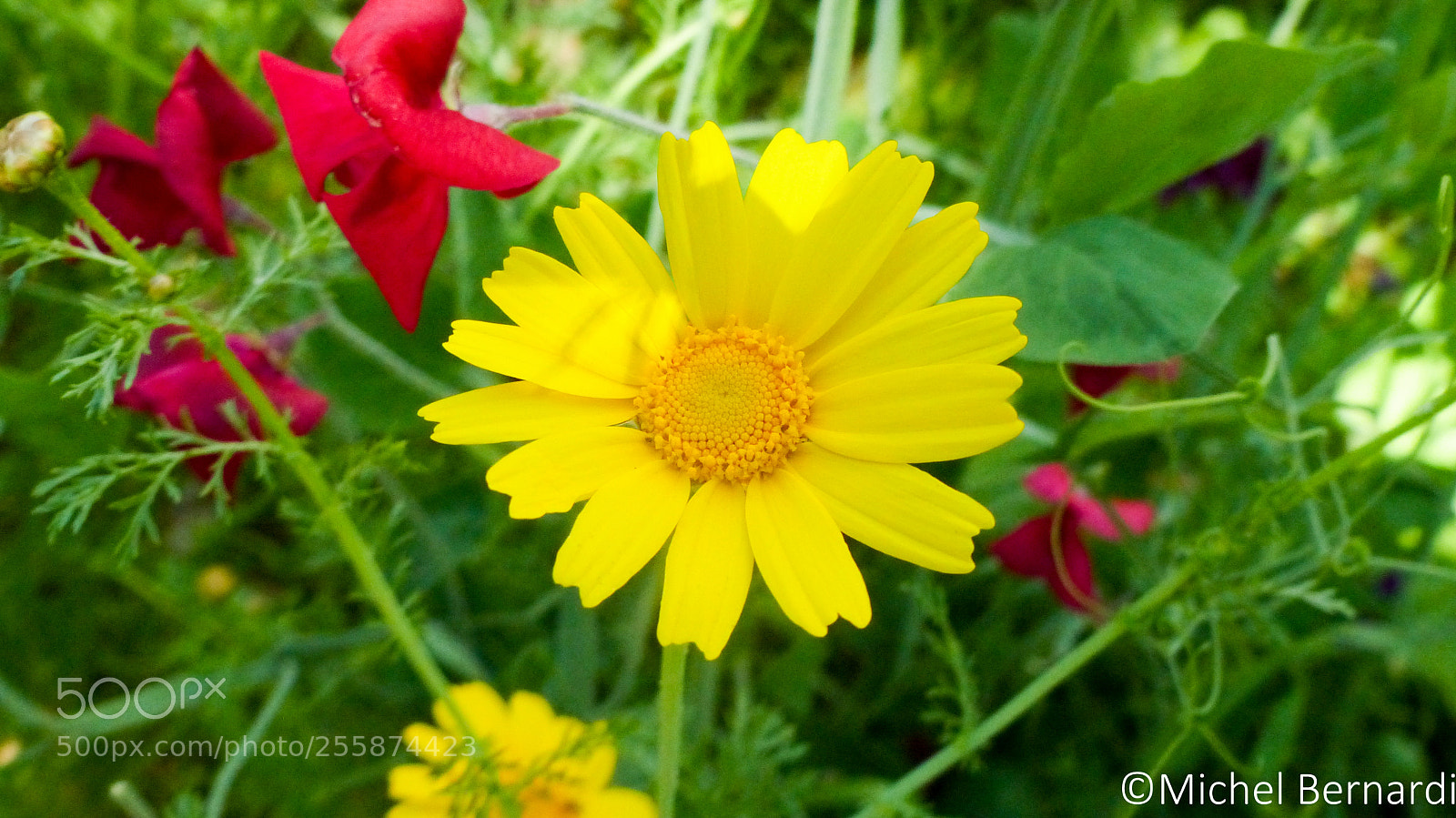 Panasonic Lumix DMC-FZ200 sample photo. P photography