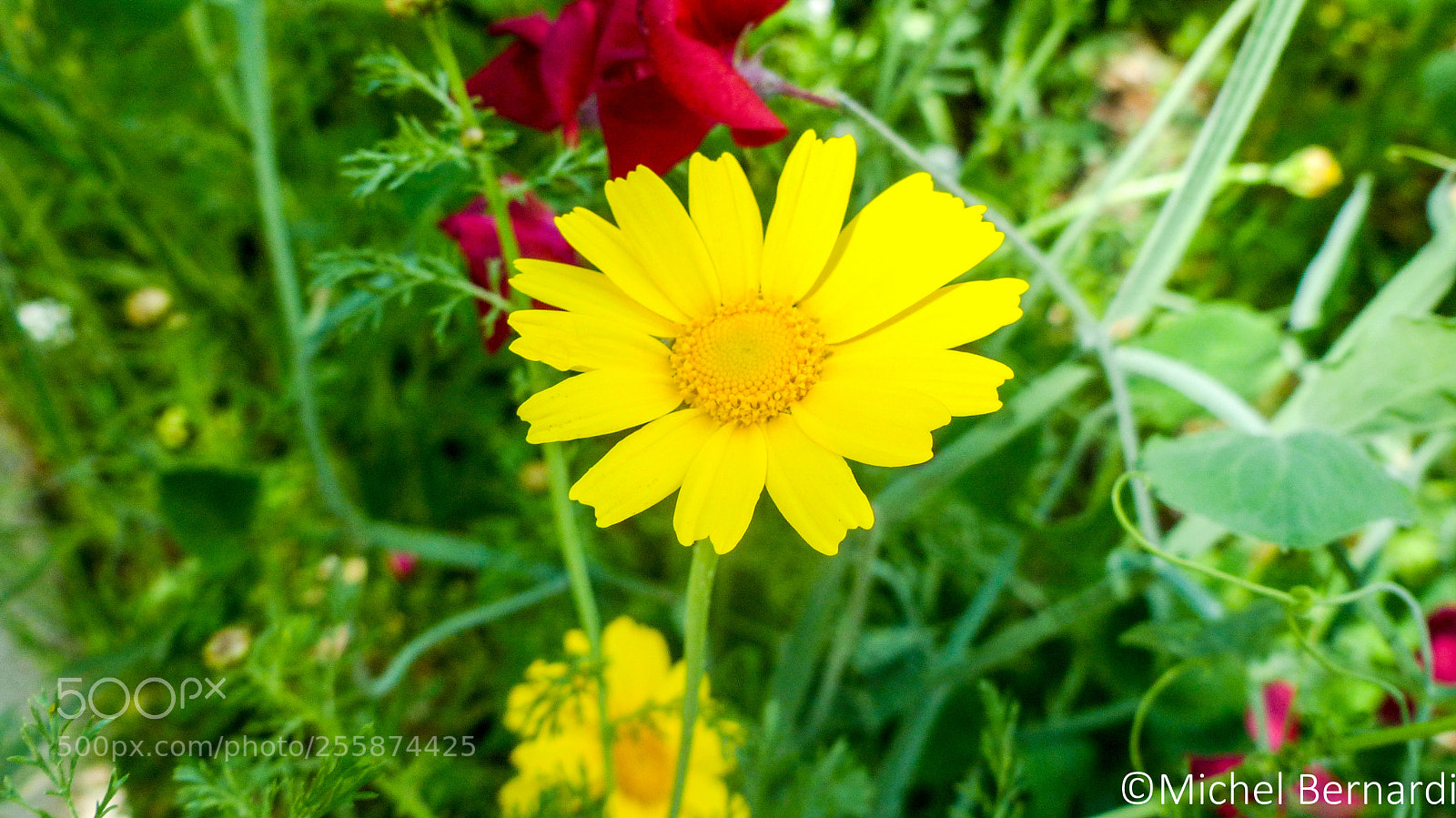 Panasonic Lumix DMC-FZ200 sample photo. P photography