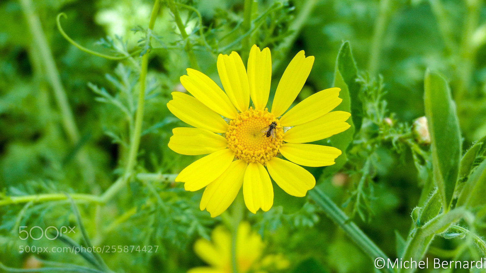 Panasonic Lumix DMC-FZ200 sample photo. P photography