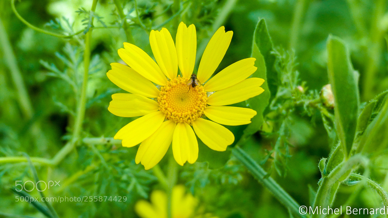 Panasonic Lumix DMC-FZ200 sample photo. P photography