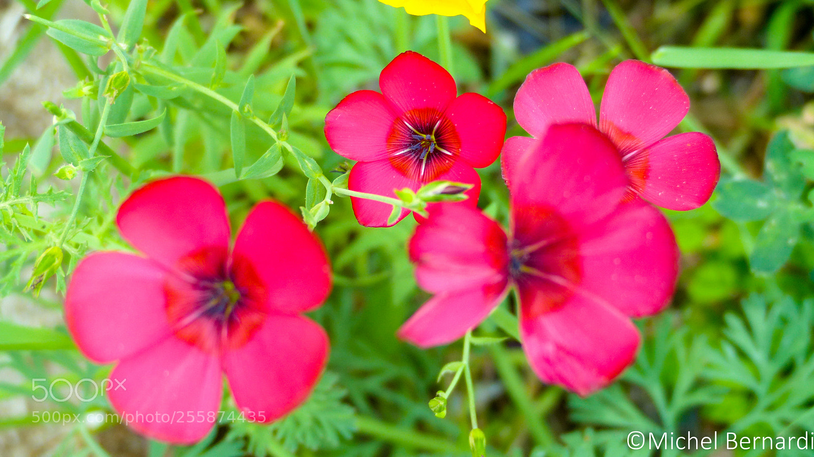 Panasonic Lumix DMC-FZ200 sample photo. P photography