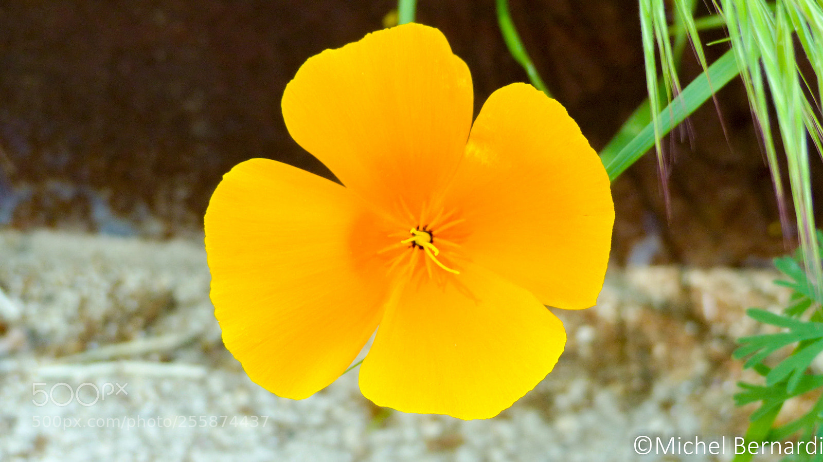 Panasonic Lumix DMC-FZ200 sample photo. P photography