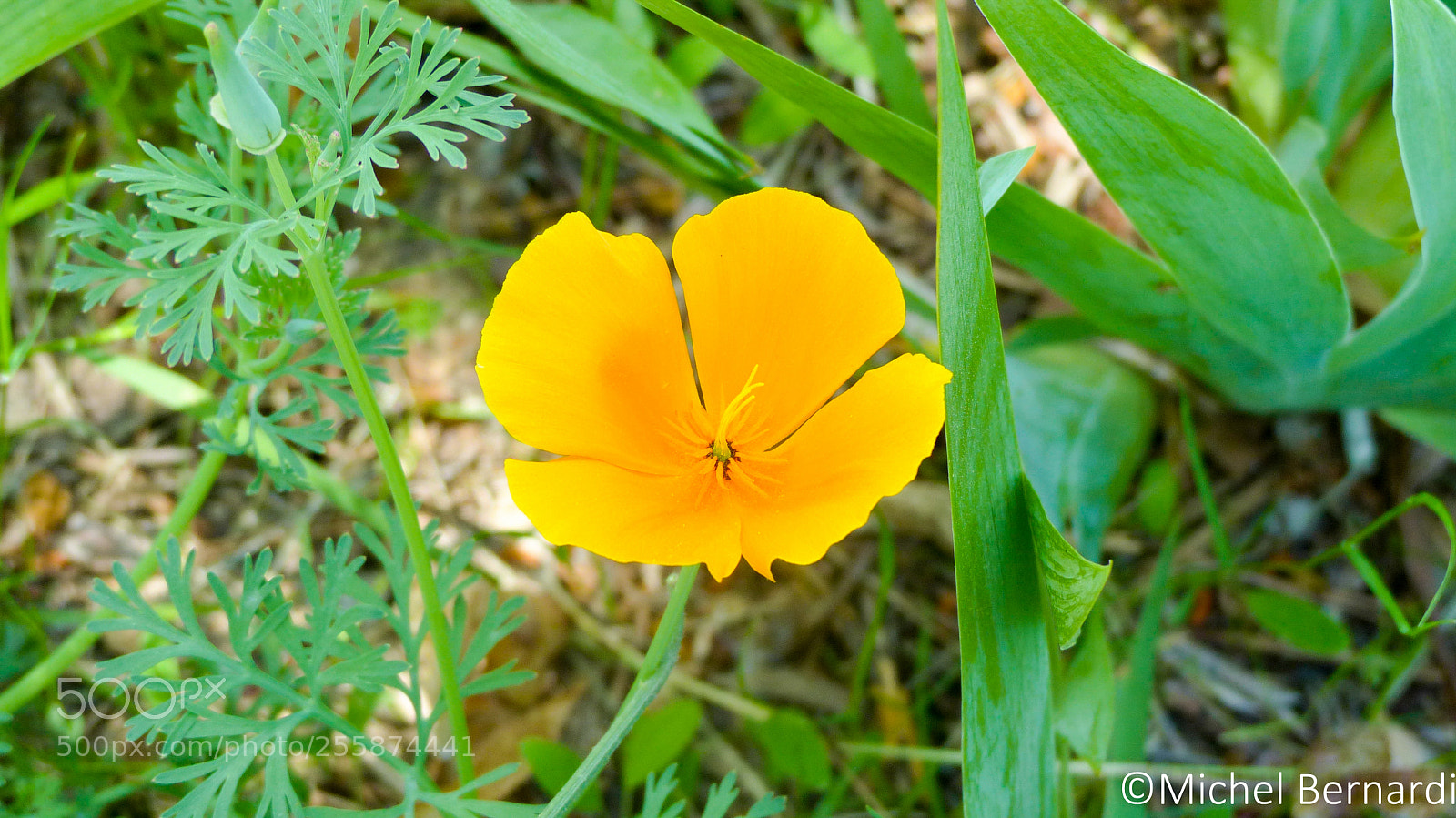 Panasonic Lumix DMC-FZ200 sample photo. P photography