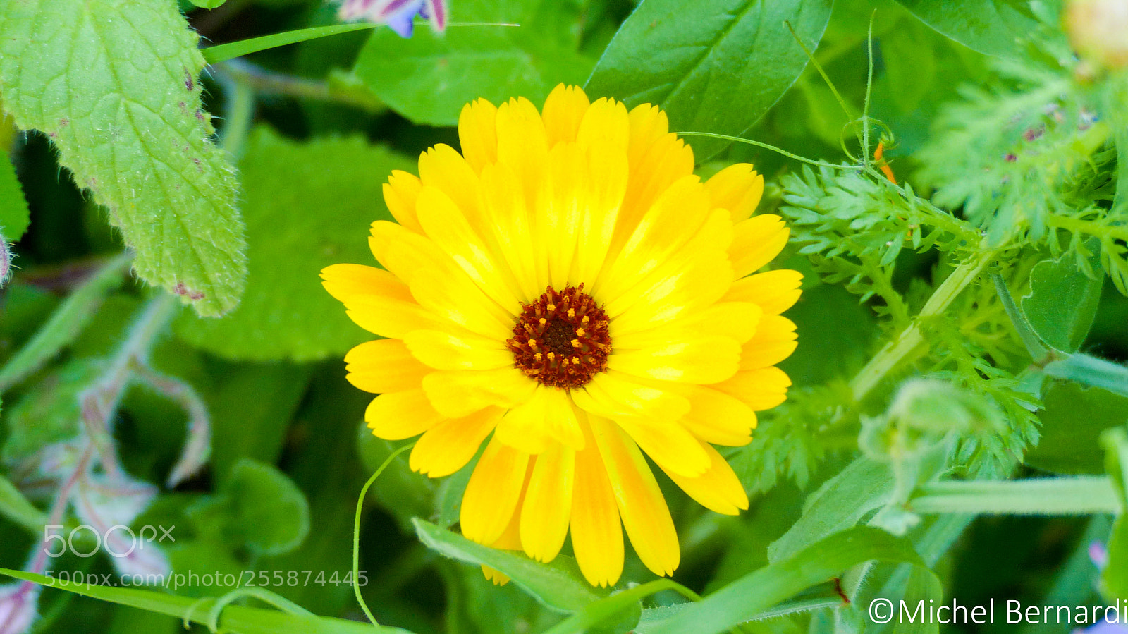 Panasonic Lumix DMC-FZ200 sample photo. P photography