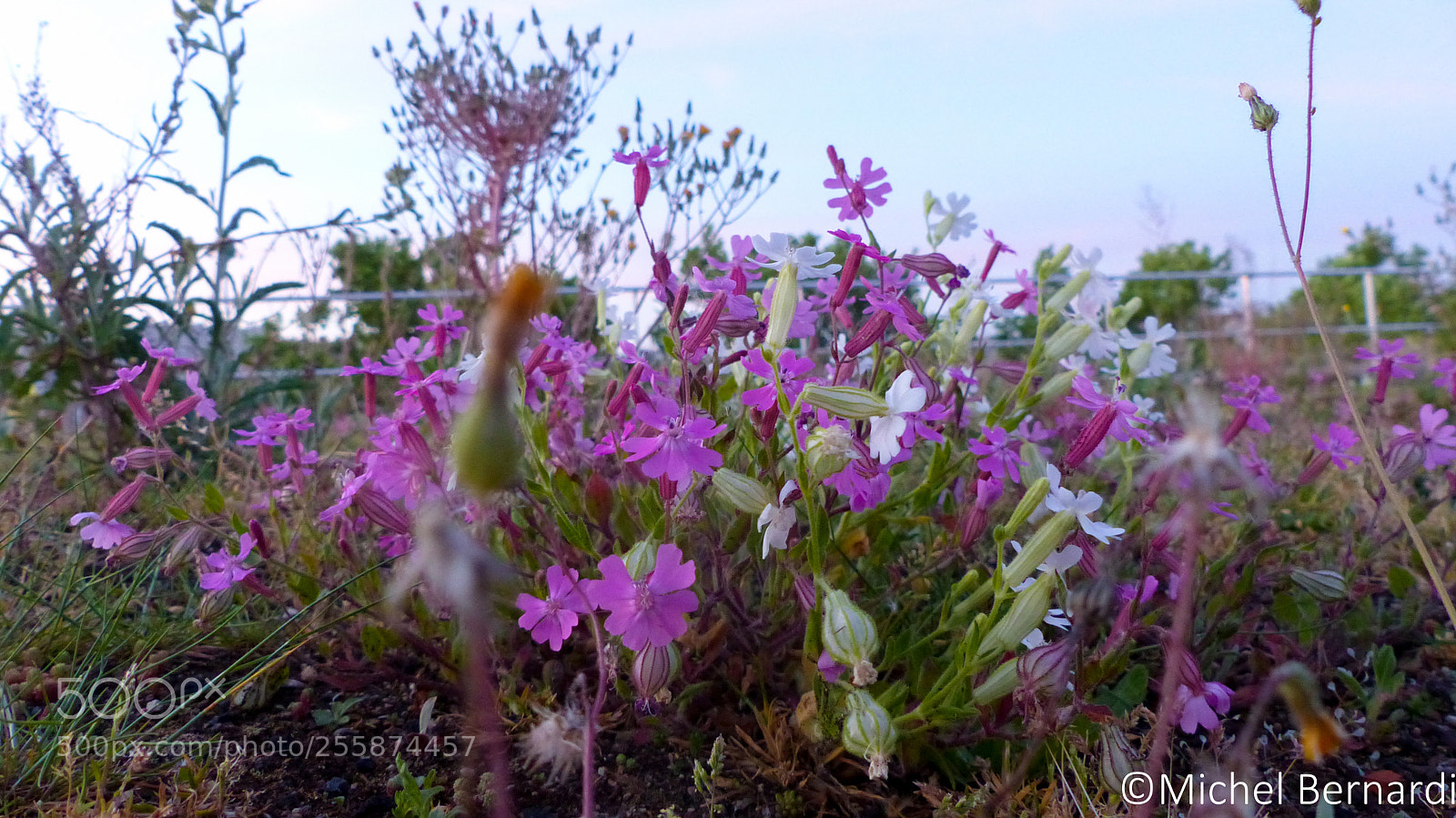 Panasonic Lumix DMC-FZ200 sample photo. P photography
