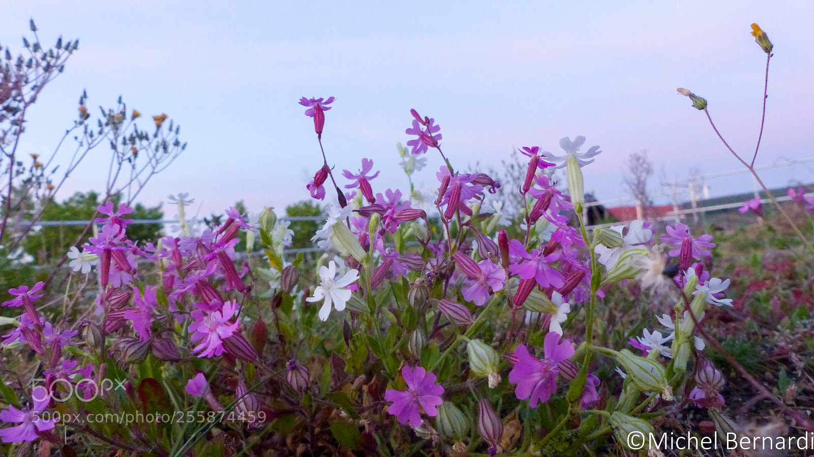 Panasonic Lumix DMC-FZ200 sample photo. P photography