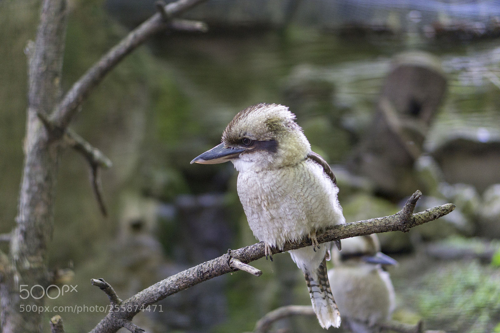 Sony a6000 sample photo. Beautiful bird photography