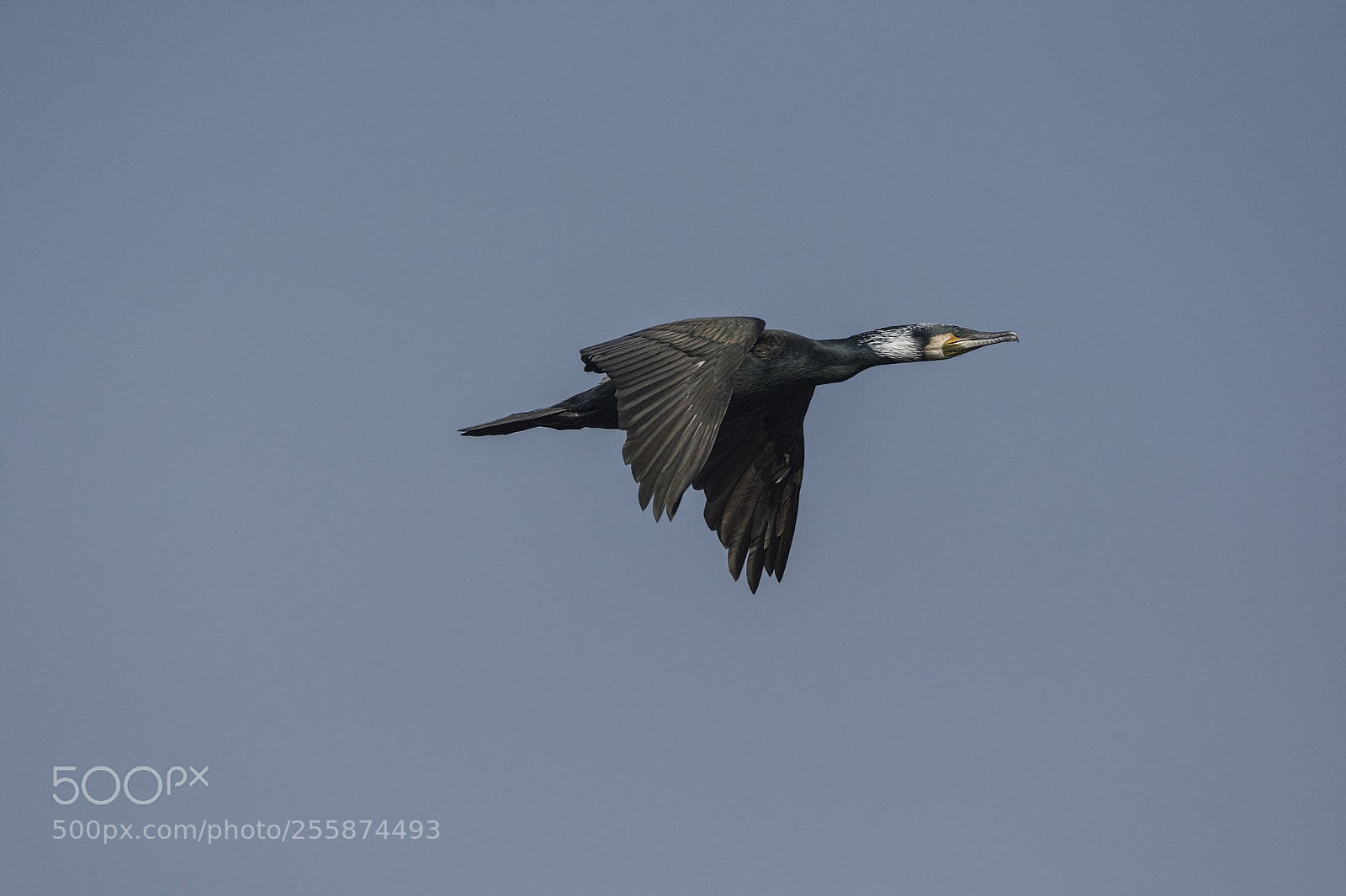 Nikon D7200 sample photo. Great cormorant (phalacrocorax carbo) photography